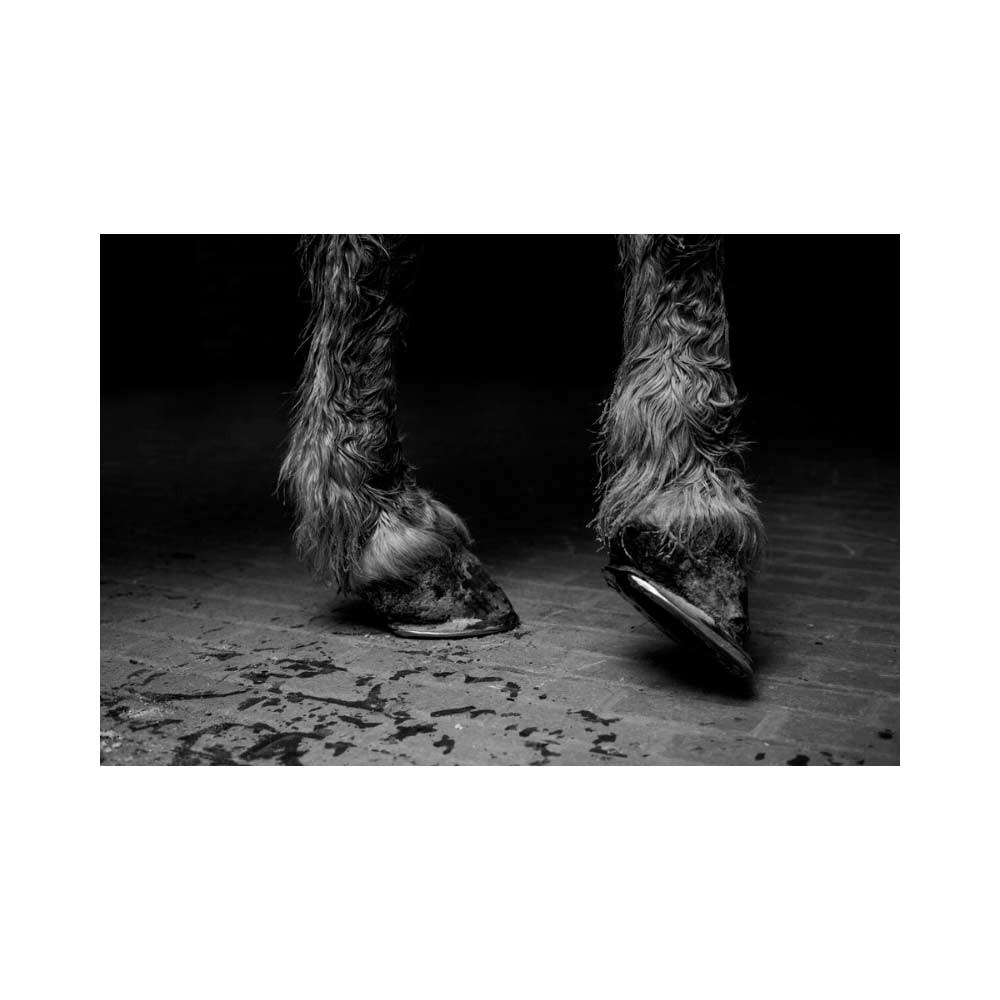 Some say ice di Alessandra Sanguinetti pubblicato da Mack