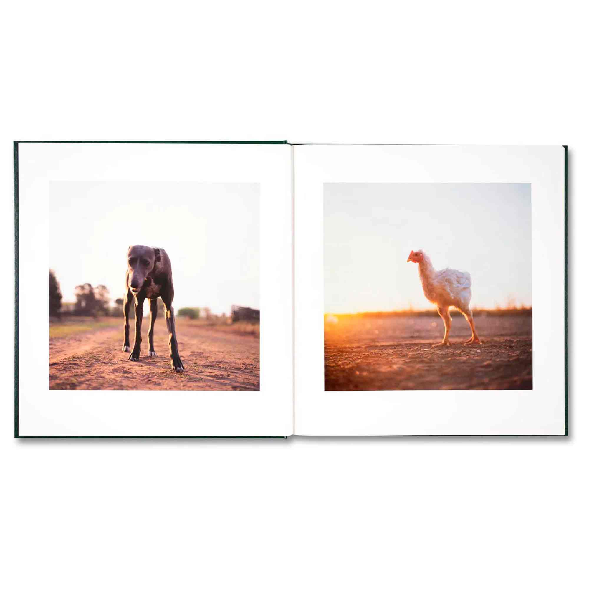 On the sixth day di Alessandra Sanguinetti pubblicato da Mack nel 2023