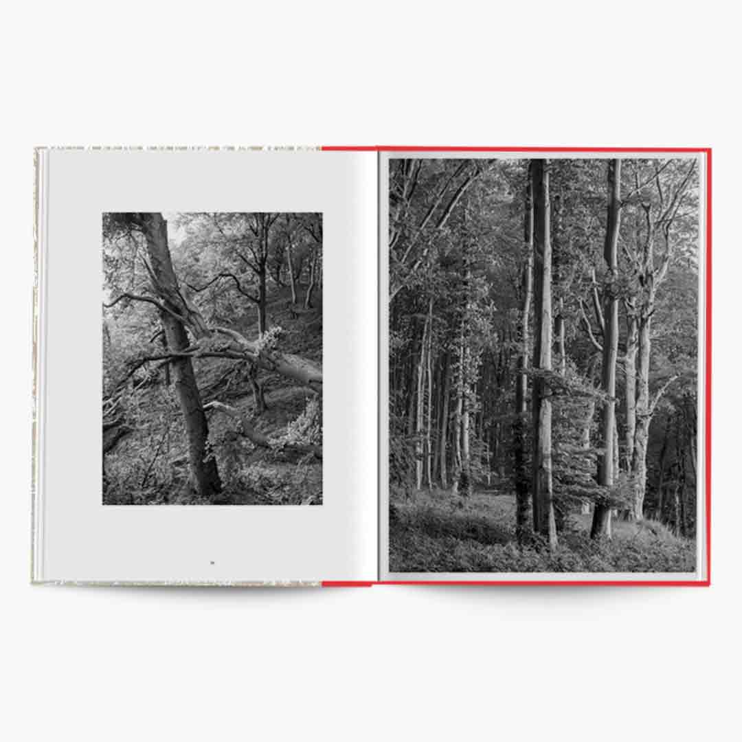 Graubaum und Himmelmeer di Loredana Nemes pubblicato da Hartmann