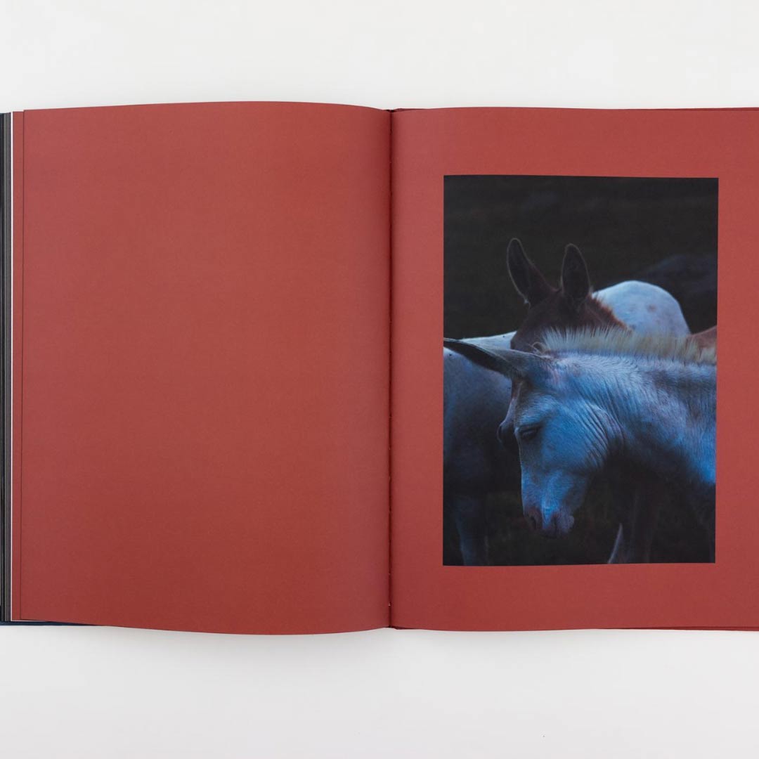 Better in the Dark Than His Rider di Francesco Merlini pubblicato da Depart pour l'image